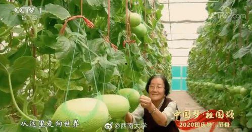 潮安教师吃瓜,揭秘校园背后的“瓜田”风云 第2张 潮安教师吃瓜,揭秘校园背后的“瓜田”风云 第2张